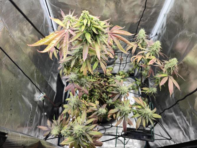 Seedoos 2: Coconut cream. Week 16