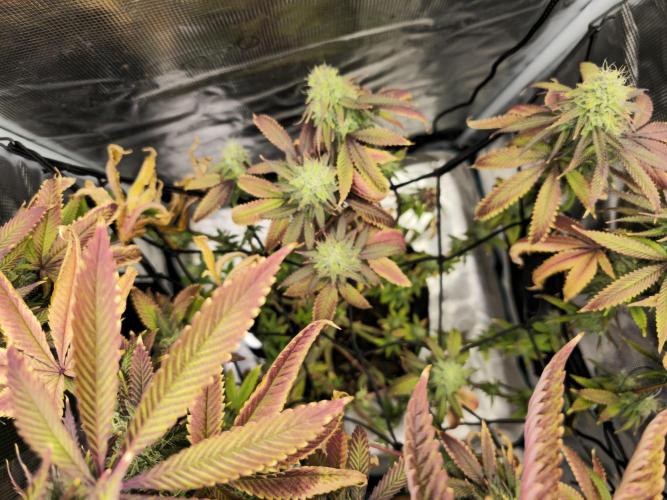Seedoos 2: Coconut cream. Week 16