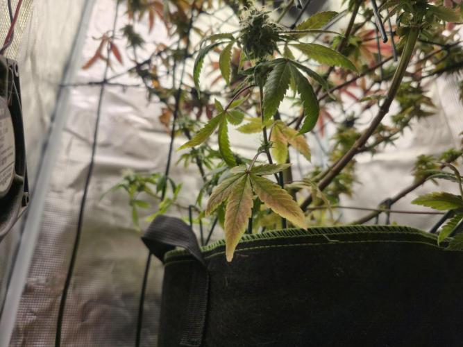 Seedoos 2: Coconut cream. Week 16