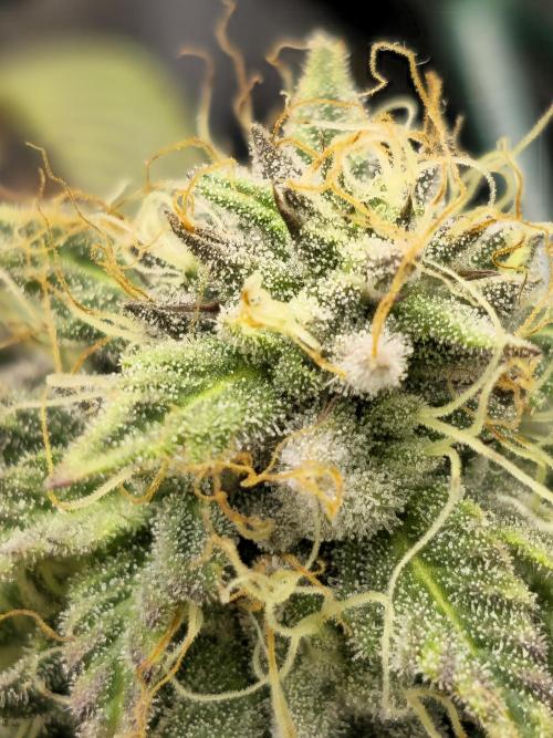 Seedoos 2: Coconut cream. Week 16