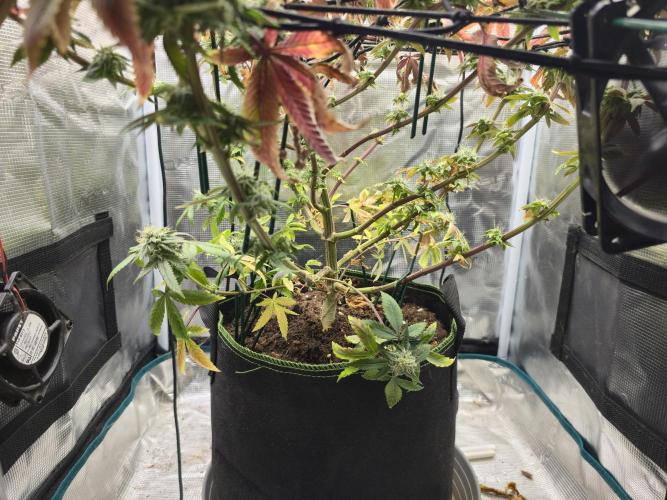 Seedoos 2: Coconut cream. Week 16