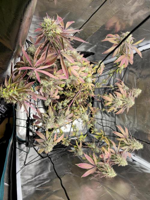 Seedoos 2: Coconut cream. Week 18
