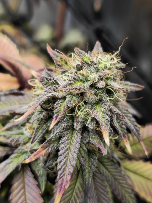 Seedoos 2: Coconut cream. Week 18
