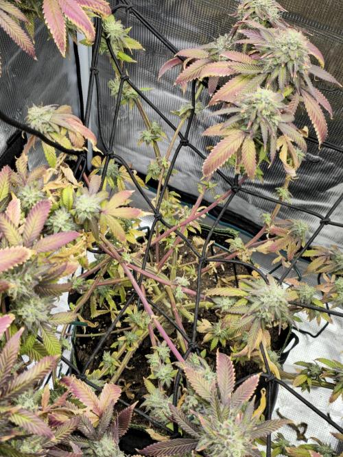 Seedoos 2: Coconut cream. Week 18