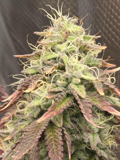 Grow Tent 60x60x140cm (2'x2'x4.6'). Week 18