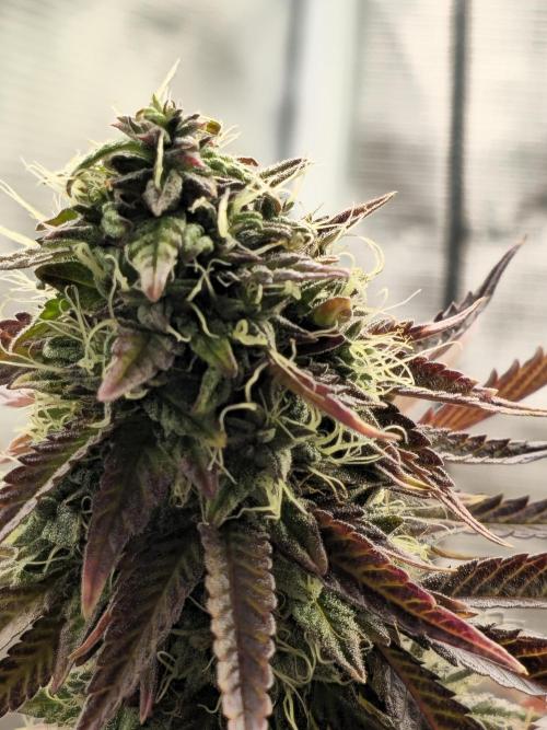 Seedoos 2: Coconut cream. Week 19