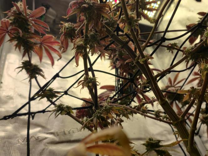 Seedoos 2: Coconut cream. Week 19