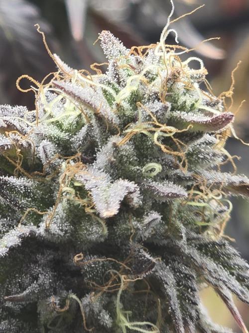 Seedoos 2: Coconut cream. Week 19