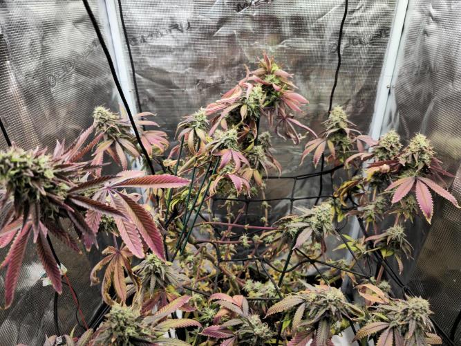 Seedoos 2: Coconut cream. Week 19