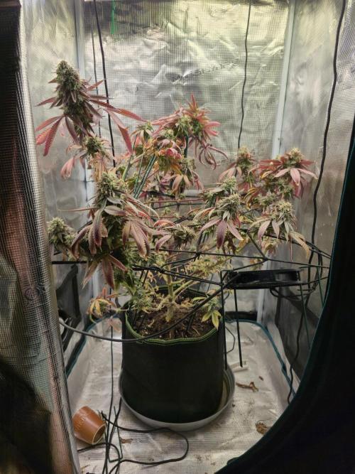 Grow Tent 60x60x140cm (2'x2'x4.6'). Week 19