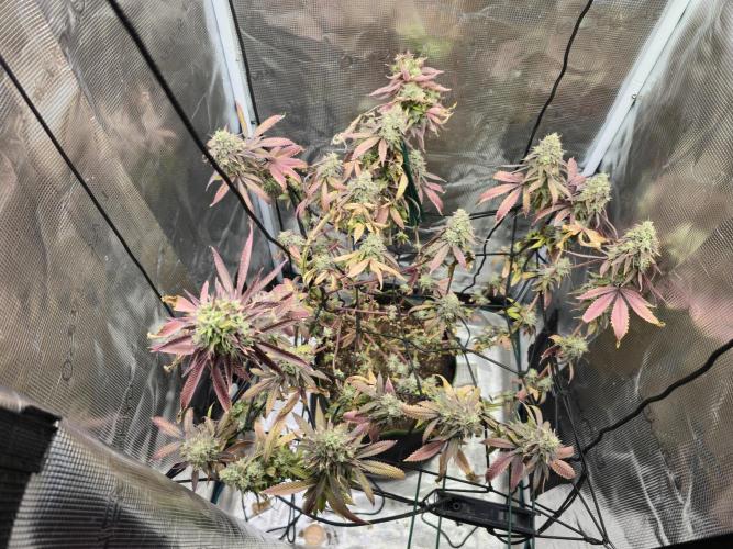 Seedoos 2: Coconut cream. Week 20