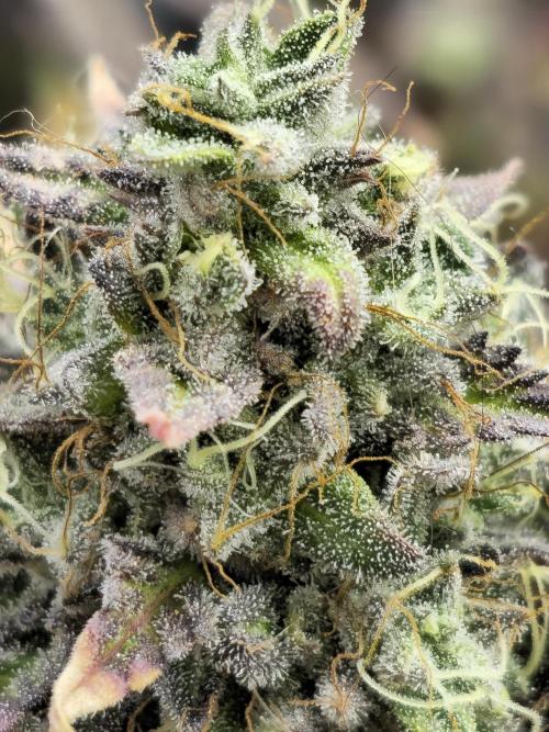Seedoos 2: Coconut cream. Week 20