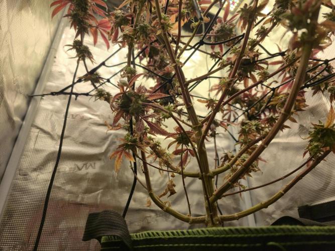 Seedoos 2: Coconut cream. Week 20