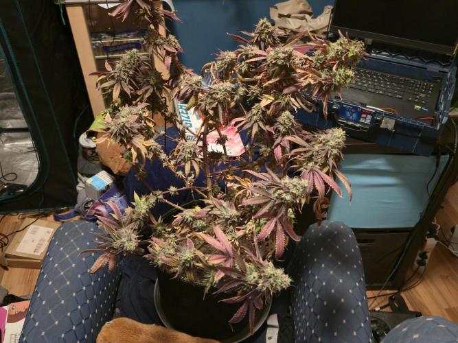 Grow Tent 60x60x140cm (2'x2'x4.6'). Week 21