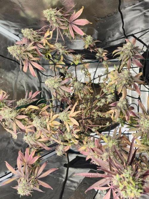 Grow Tent 60x60x140cm (2'x2'x4.6'). Week 20
