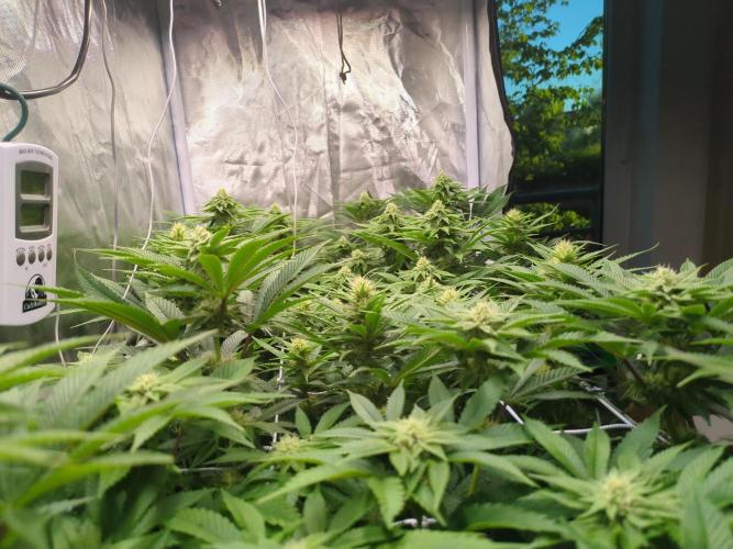 GHS Duo Run. Week 10