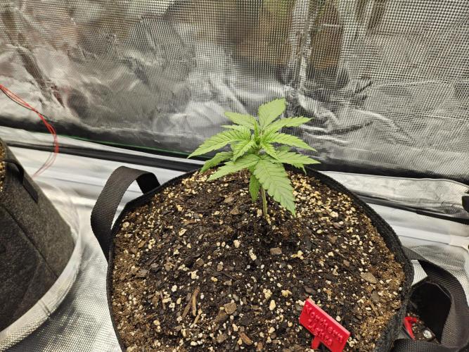 First Grow. Week 2 - Northern Lights