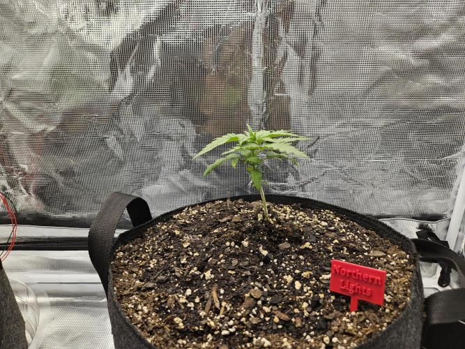 First Grow. Week 2 - Northern Lights