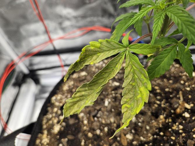 First Grow. Week 3 - Wedding Cake
fugly leaf