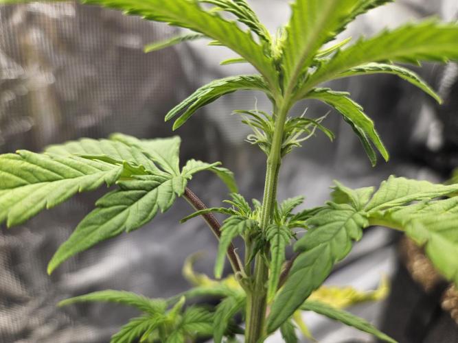 First Grow. Week 3 - Wedding Cake
closer view of the bud sites