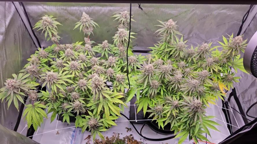 Grow #4.2: Autopot Run