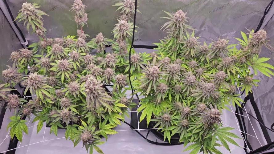 Grow #4.2: Autopot Run