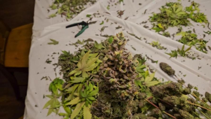 Grow #4.2: Autopot Run