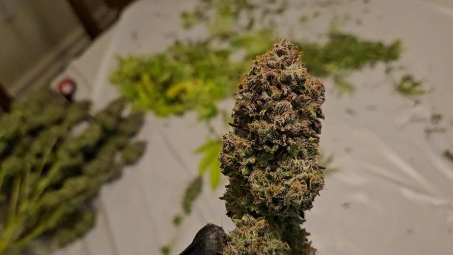 Grow #4.2: Autopot Run