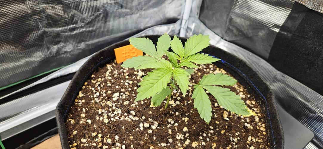 Grow #5: WTF is a Triploid. Week 3
