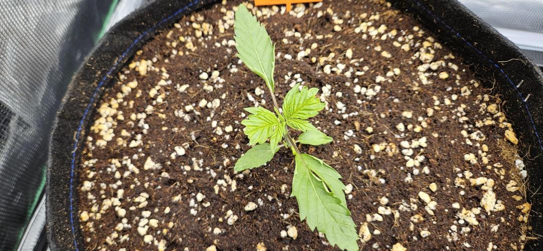 Grow #5: WTF is a Triploid. Week 3