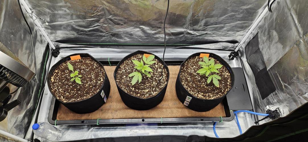 Grow #5: WTF is a Triploid. Week 3