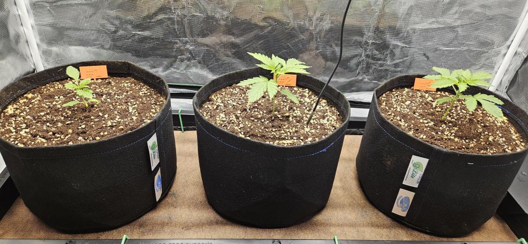 Grow #5: WTF is a Triploid. Week 3
