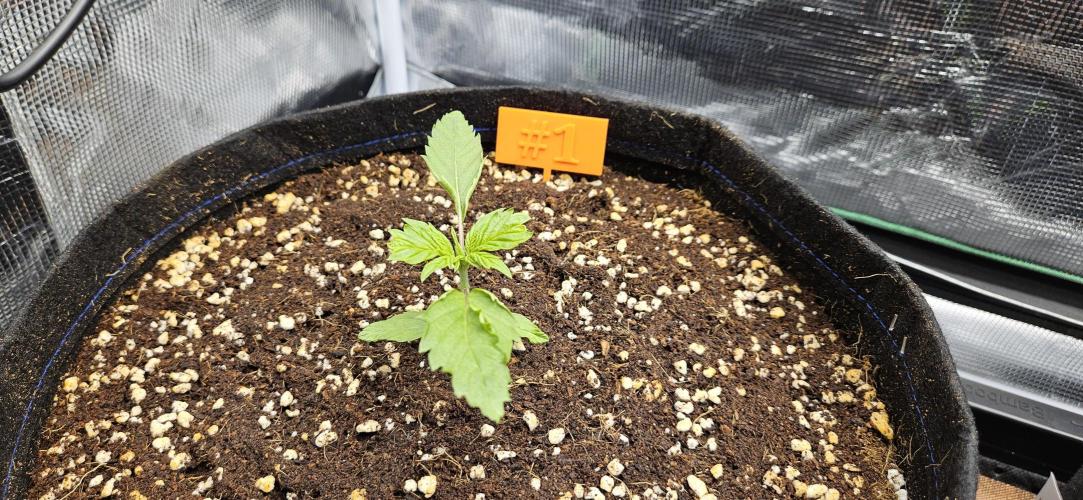 Grow #5: WTF is a Triploid. Week 3