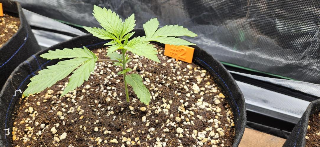 Grow #5: WTF is a Triploid. Week 3