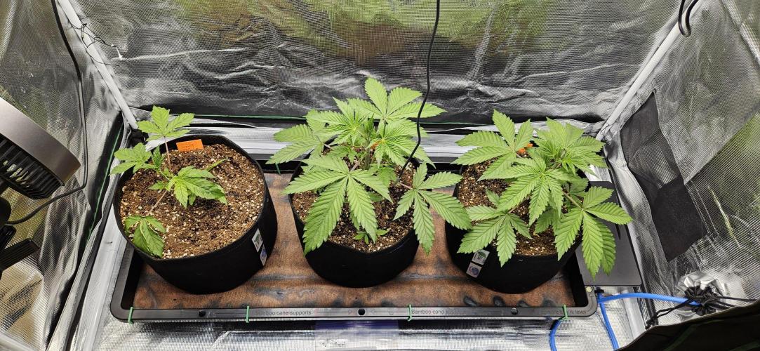 Grow #5: WTF is a Triploid. Week 4 - Tent