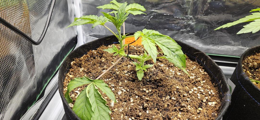 Grow #5: WTF is a Triploid. Week 4 - Plant #1