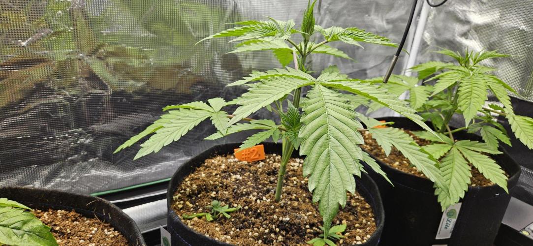 Grow #5: WTF is a Triploid. Week 4 - Plant #2