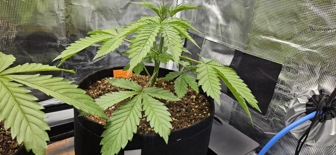 Grow #5: WTF is a Triploid. Week 4 - Plant #3