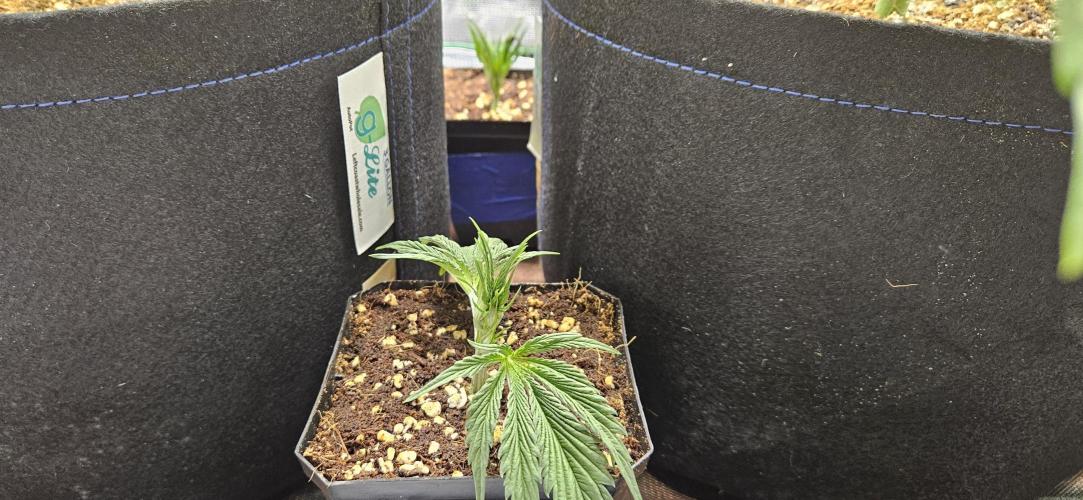 Grow #5: WTF is a Triploid. Week 5