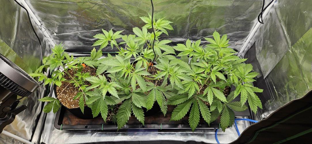 Grow #5: WTF is a Triploid. Week 5