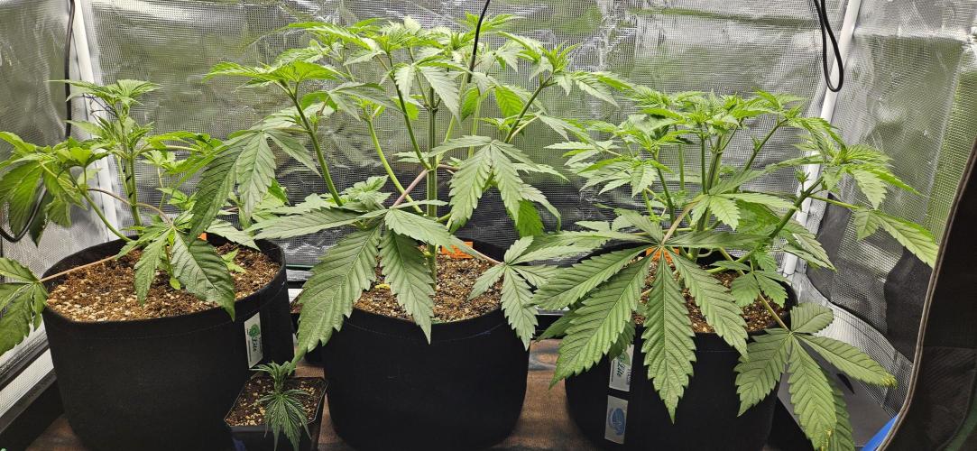 Grow #5: WTF is a Triploid. Week 5