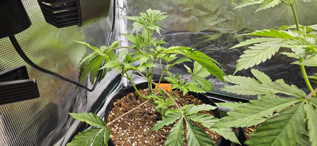 Grow #5: WTF is a Triploid. Week 5