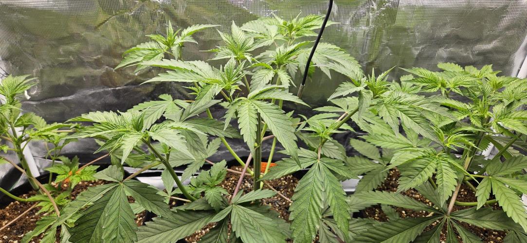 Grow #5: WTF is a Triploid. Week 5