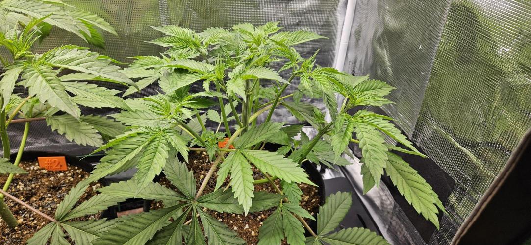 Grow #5: WTF is a Triploid. Week 5