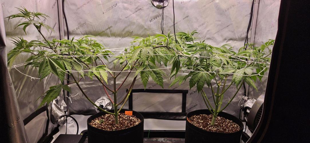 Grow #5: WTF is a Triploid. Week 7 - Tent