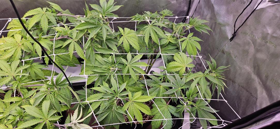 Grow #5: WTF is a Triploid. Week 7 - Plant #3