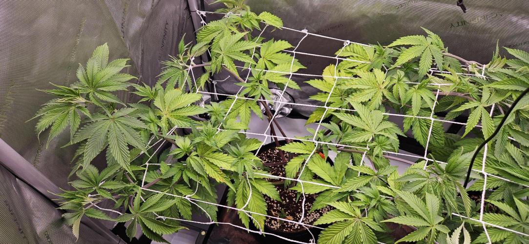 Grow #5: WTF is a Triploid. Week 7 - Plant #2