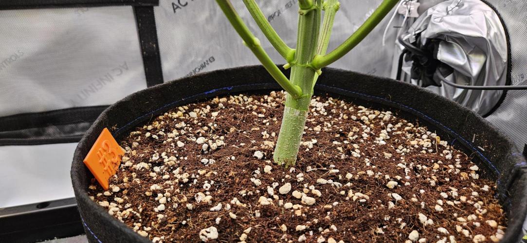 Grow #5: WTF is a Triploid. Week 7 - Plant #3