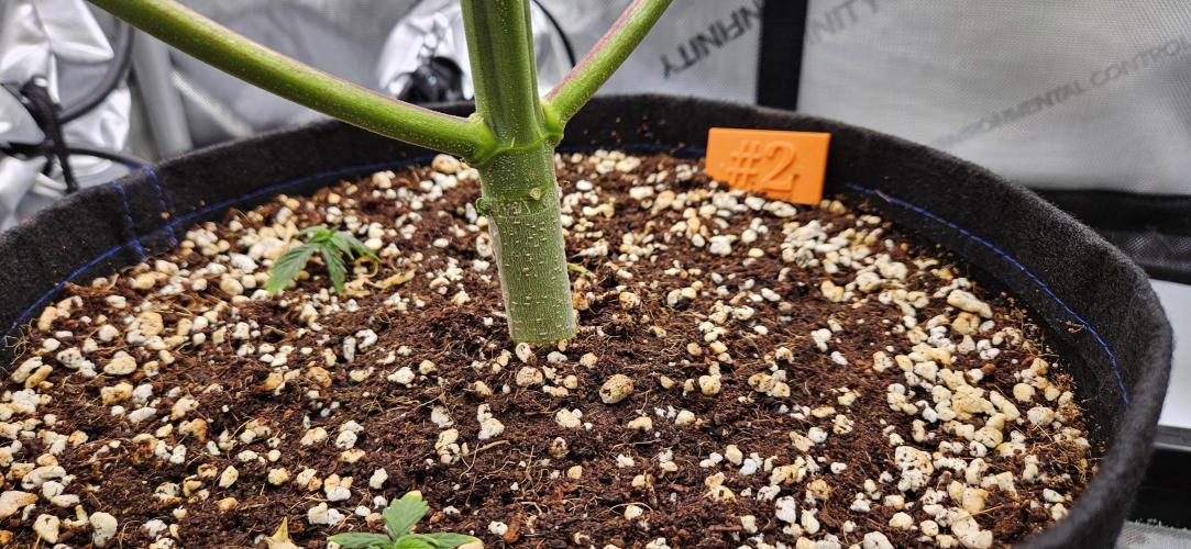 Grow #5: WTF is a Triploid. Week 7 - Plant #2