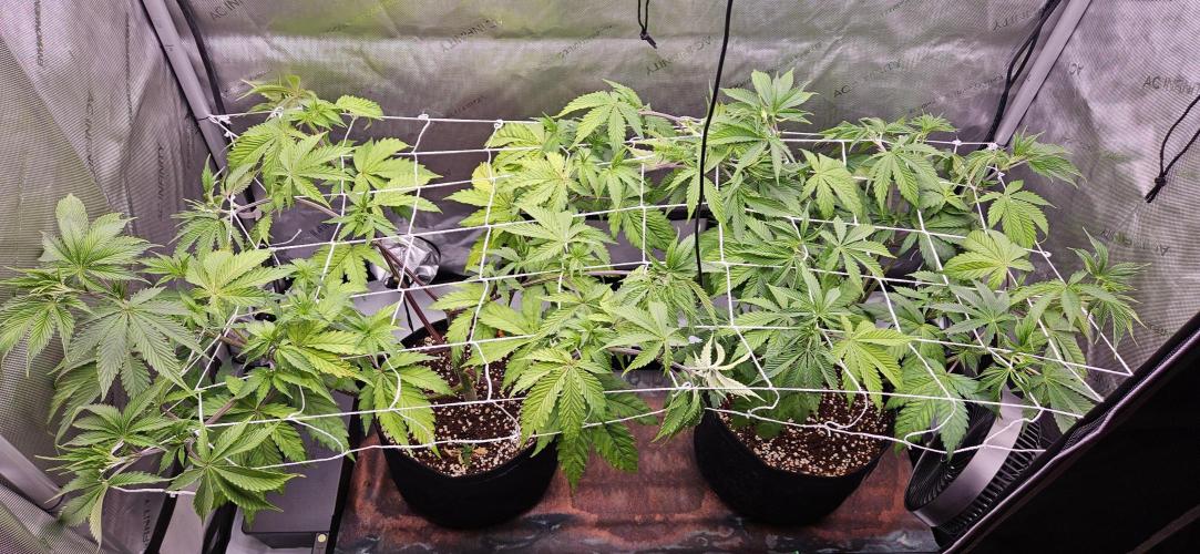 Grow #5: WTF is a Triploid. Week 7 - Tent